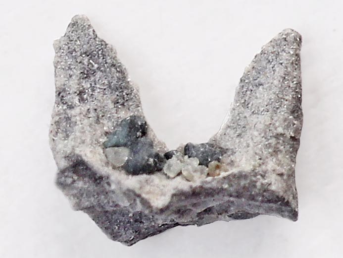 Elment de support brachial d'ammonite - fossiles jurassique Boulonnais